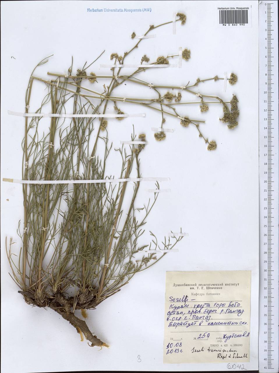 Seseli tenuisectum Regel & Schmalh., Middle Asia, Western Tian Shan & Karatau (M3) (Tajikistan)