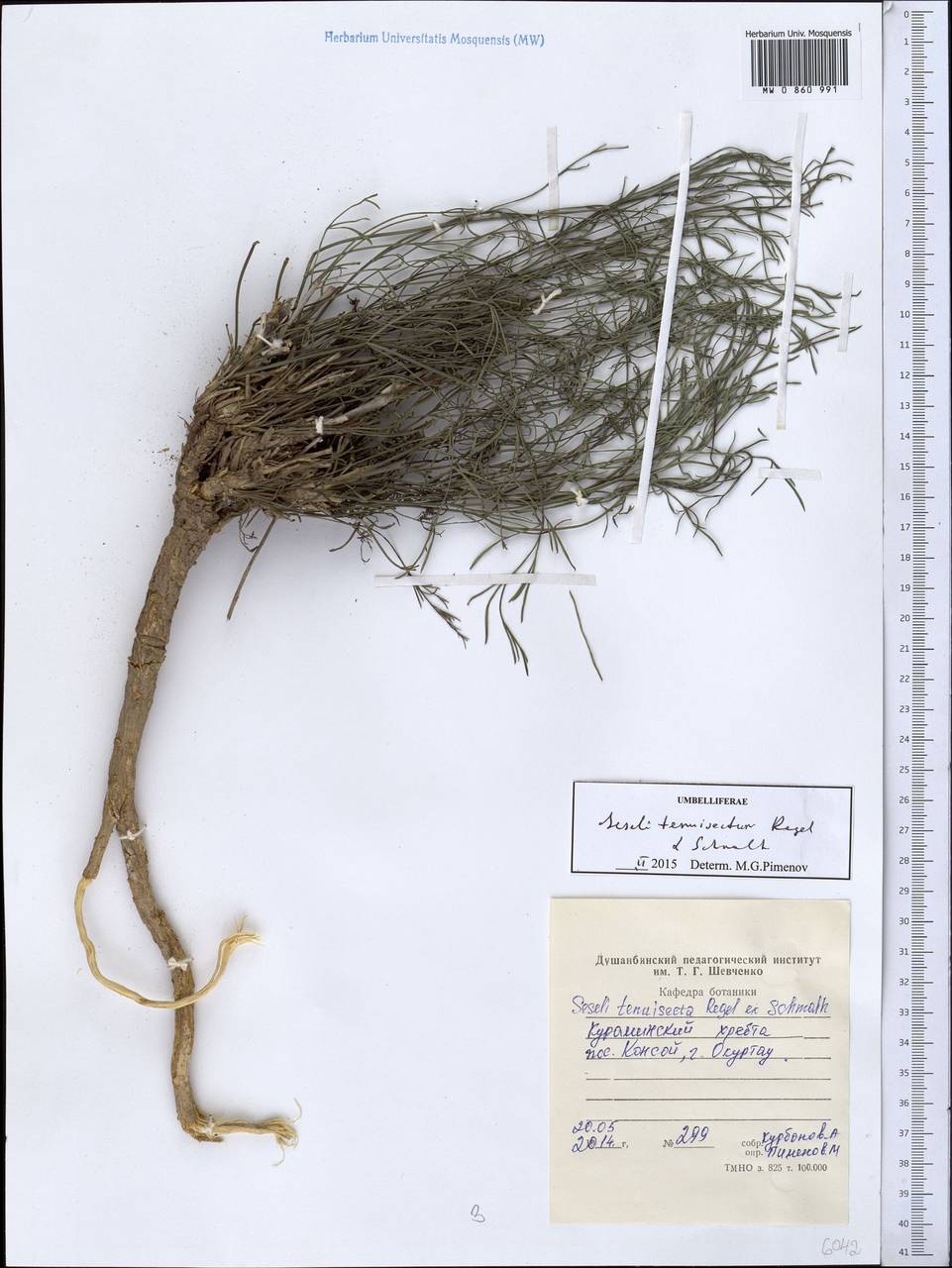 Seseli tenuisectum Regel & Schmalh., Middle Asia, Western Tian Shan & Karatau (M3) (Tajikistan)