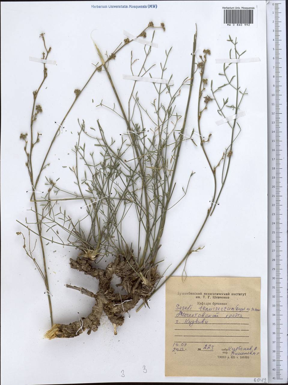 Seseli tenuisectum Regel & Schmalh., Middle Asia, Western Tian Shan & Karatau (M3) (Tajikistan)