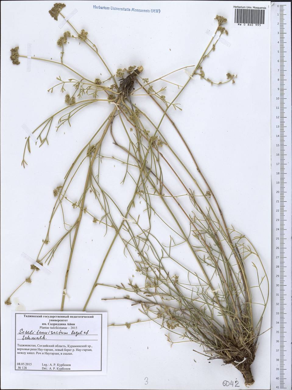 Seseli tenuisectum Regel & Schmalh., Middle Asia, Western Tian Shan & Karatau (M3) (Tajikistan)