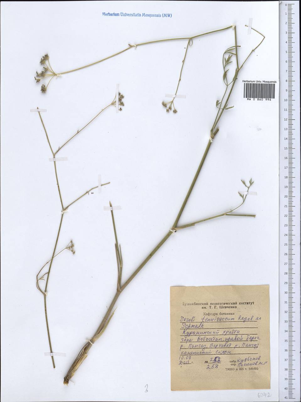 Seseli tenuisectum Regel & Schmalh., Middle Asia, Western Tian Shan & Karatau (M3) (Tajikistan)