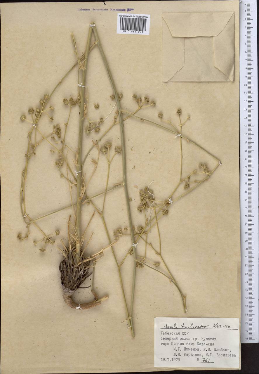 Seseli turbinatum Korovin, Middle Asia, Pamir & Pamiro-Alai (M2) (Uzbekistan)