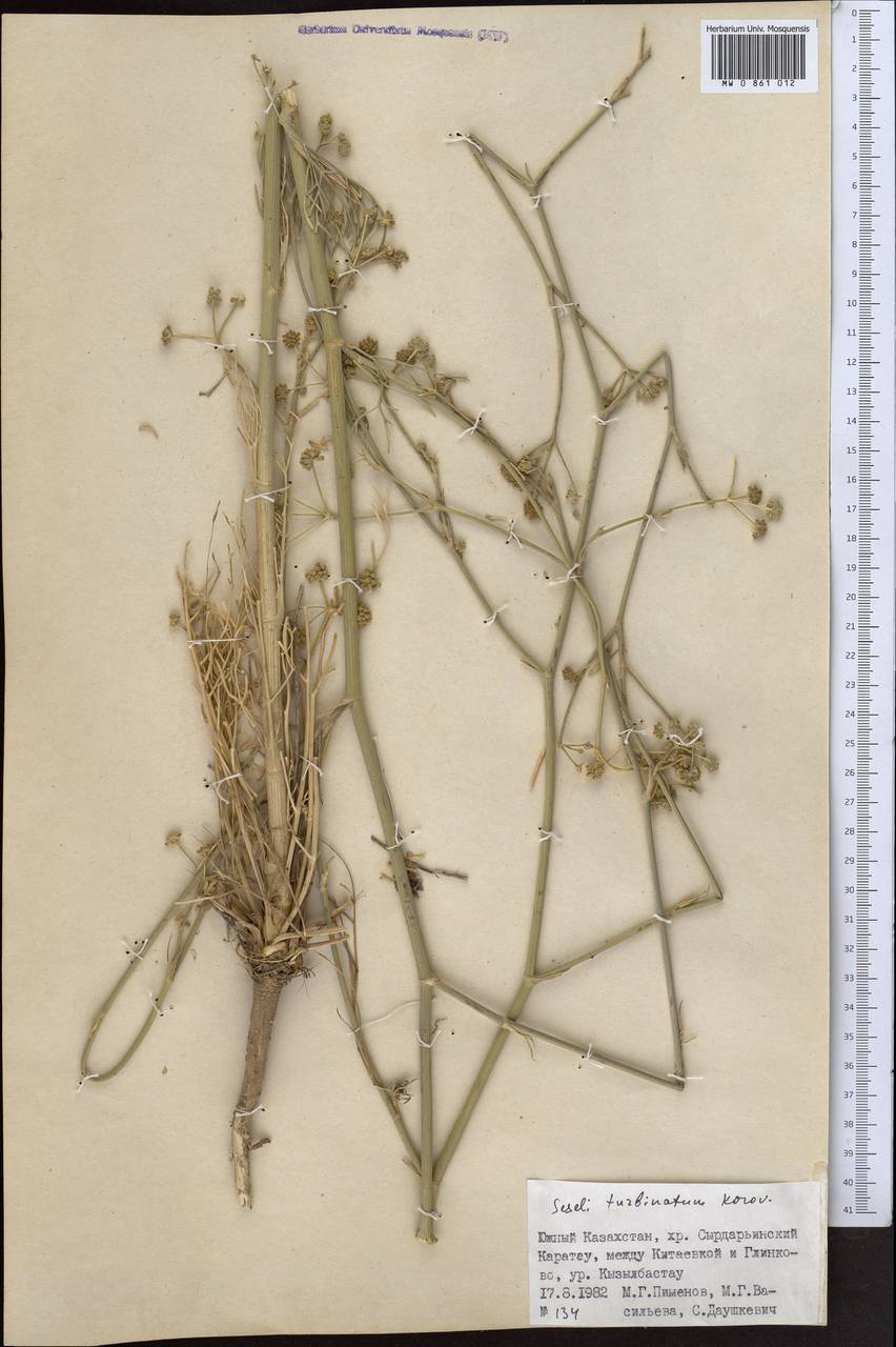 Seseli turbinatum Korovin, Middle Asia, Western Tian Shan & Karatau (M3) (Kazakhstan)