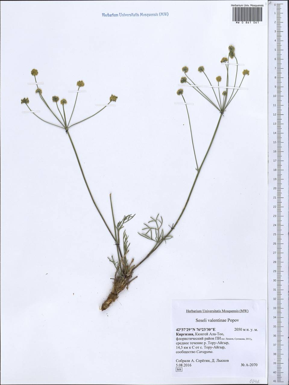 Seseli valentinae Popov, Middle Asia, Northern & Central Tian Shan (M4) (Kyrgyzstan)
