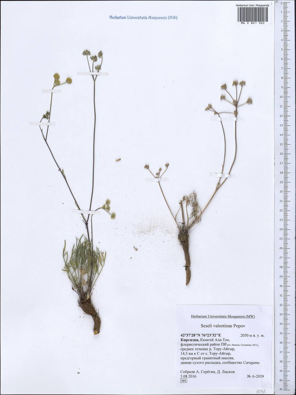 Seseli valentinae Popov, Middle Asia, Northern & Central Tian Shan (M4) (Kyrgyzstan)