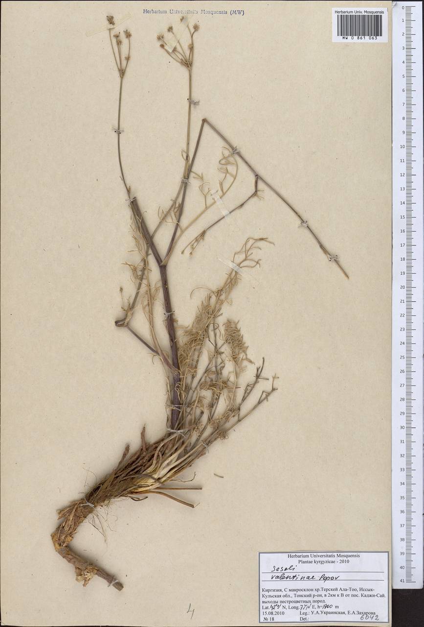 Seseli valentinae Popov, Middle Asia, Northern & Central Tian Shan (M4) (Kyrgyzstan)