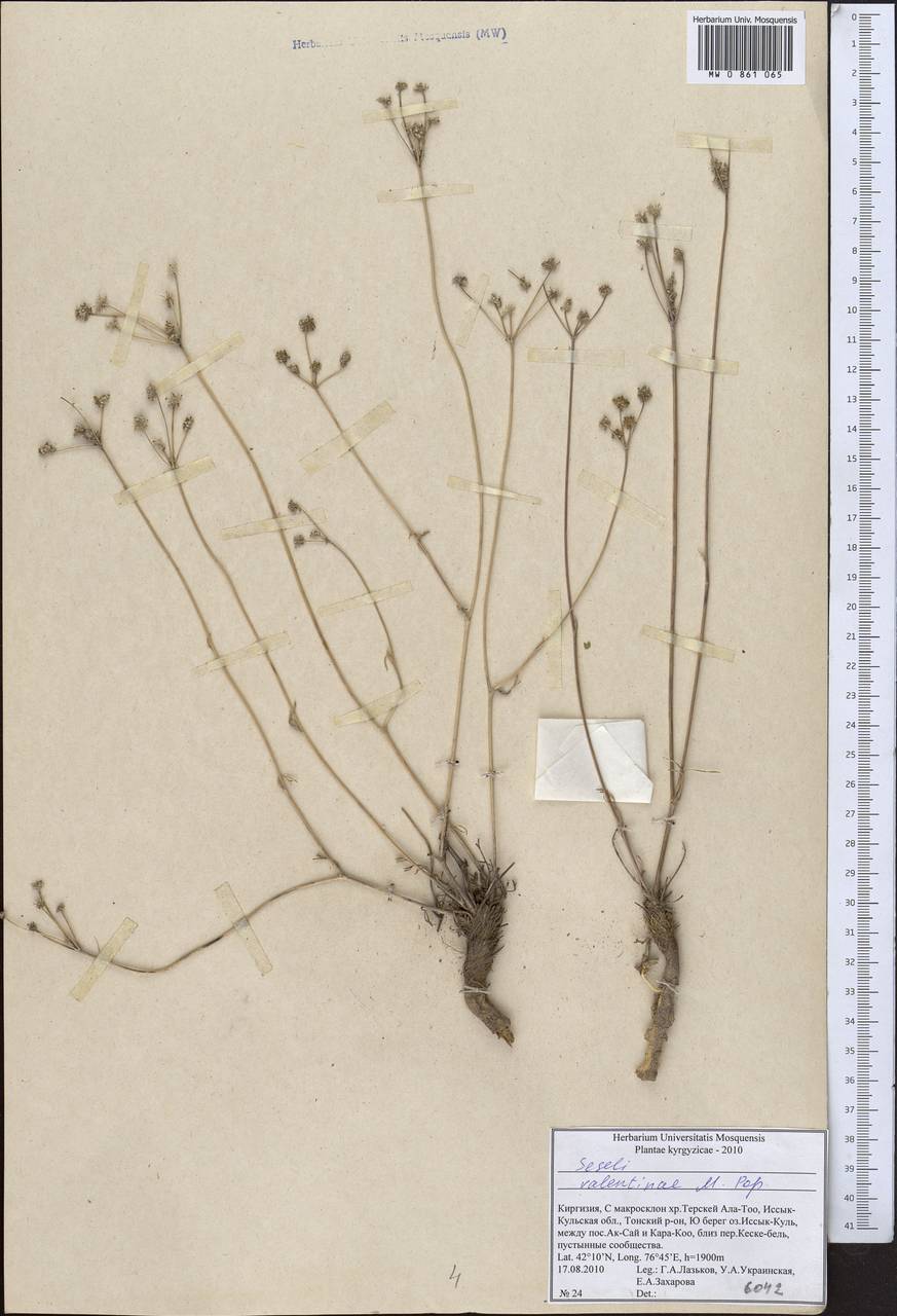 Seseli valentinae Popov, Middle Asia, Northern & Central Tian Shan (M4) (Kyrgyzstan)