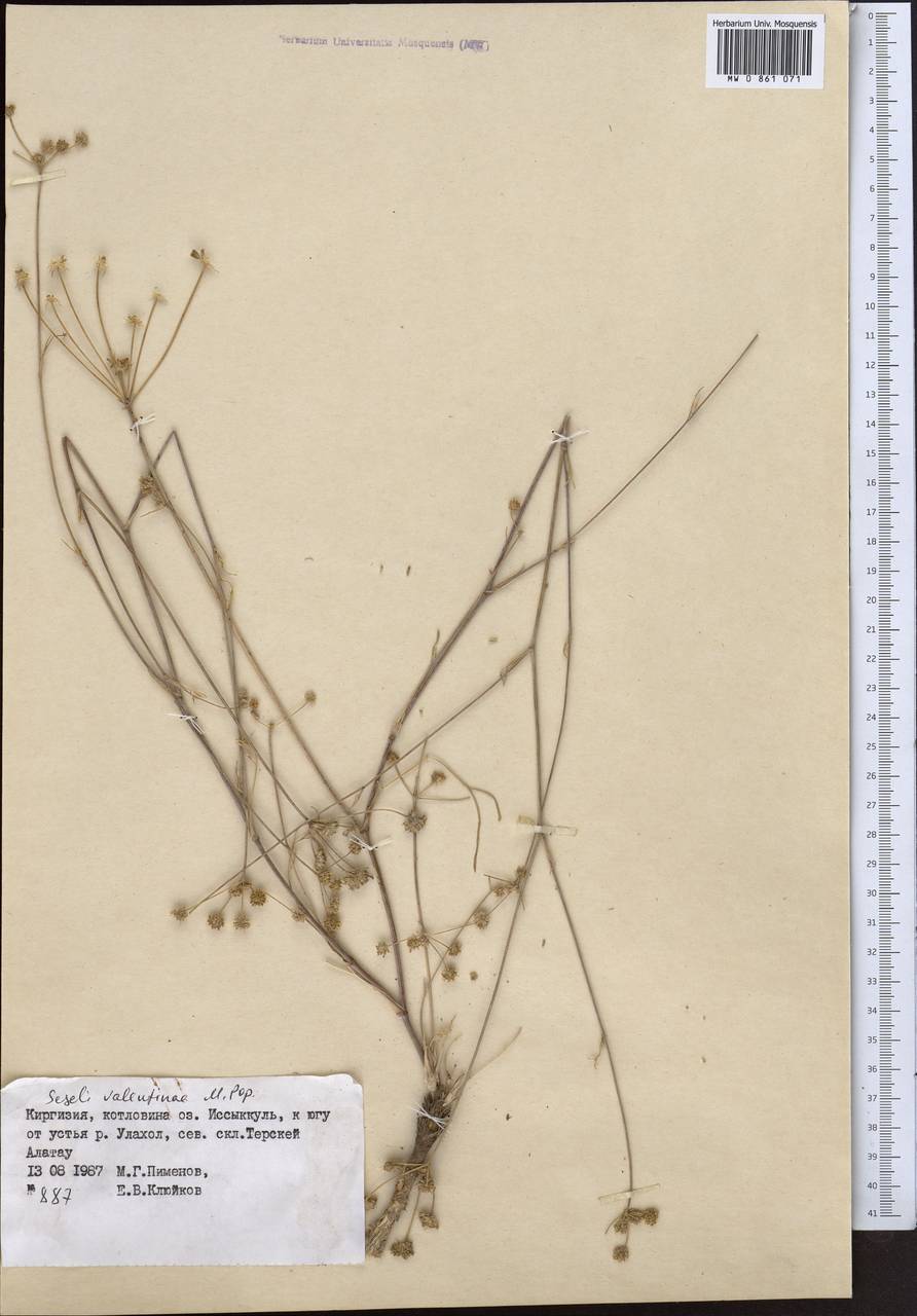 Seseli valentinae Popov, Middle Asia, Northern & Central Tian Shan (M4) (Kyrgyzstan)