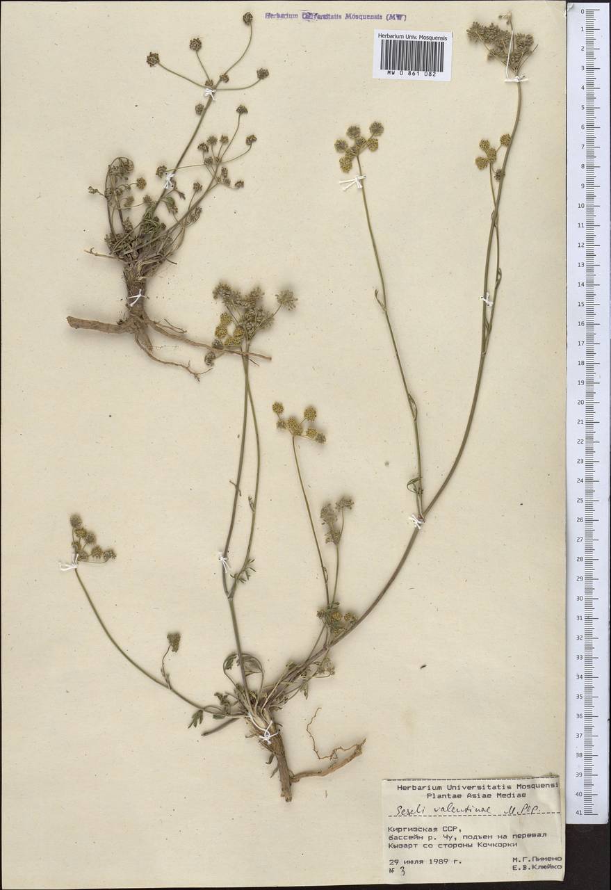 Seseli valentinae Popov, Middle Asia, Northern & Central Tian Shan (M4) (Kyrgyzstan)