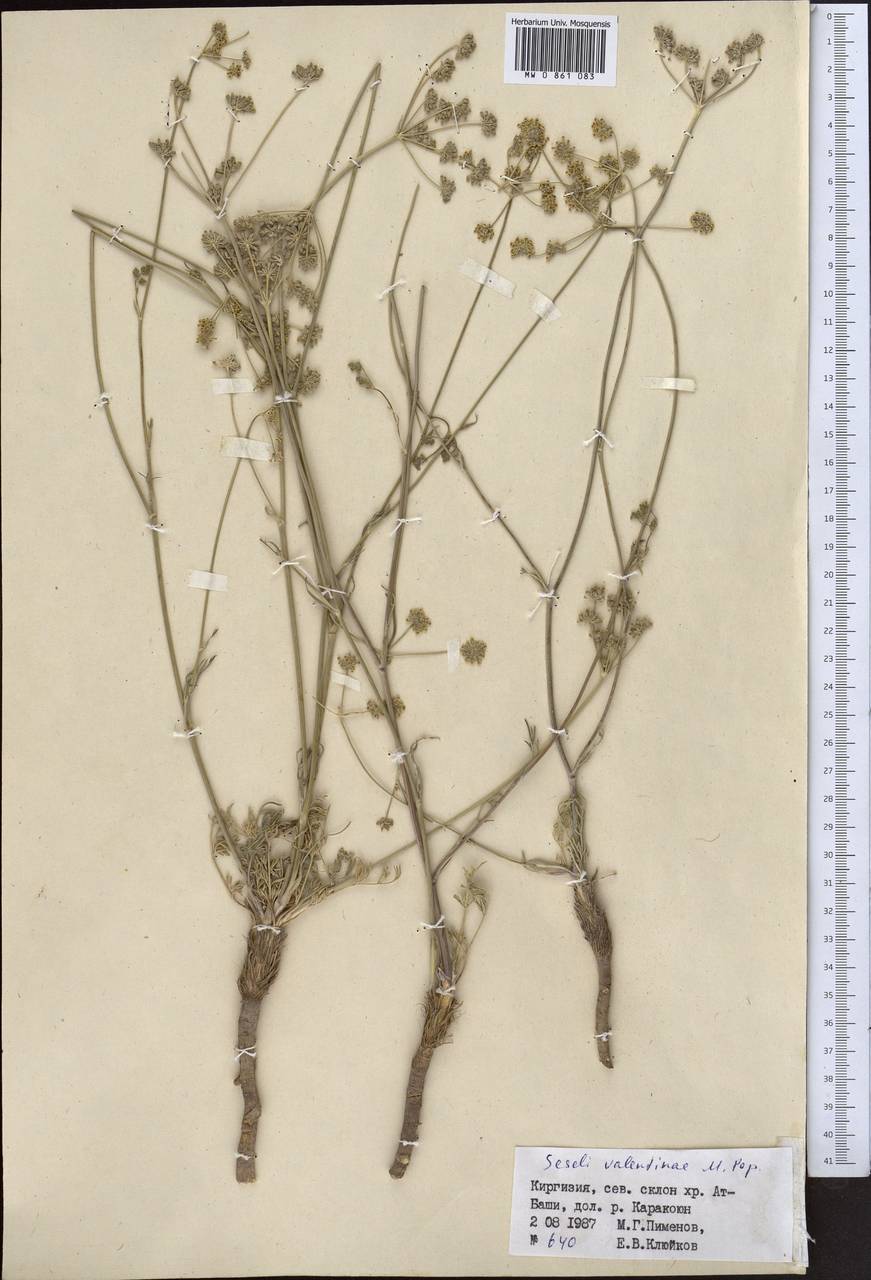Seseli valentinae Popov, Middle Asia, Northern & Central Tian Shan (M4) (Kyrgyzstan)