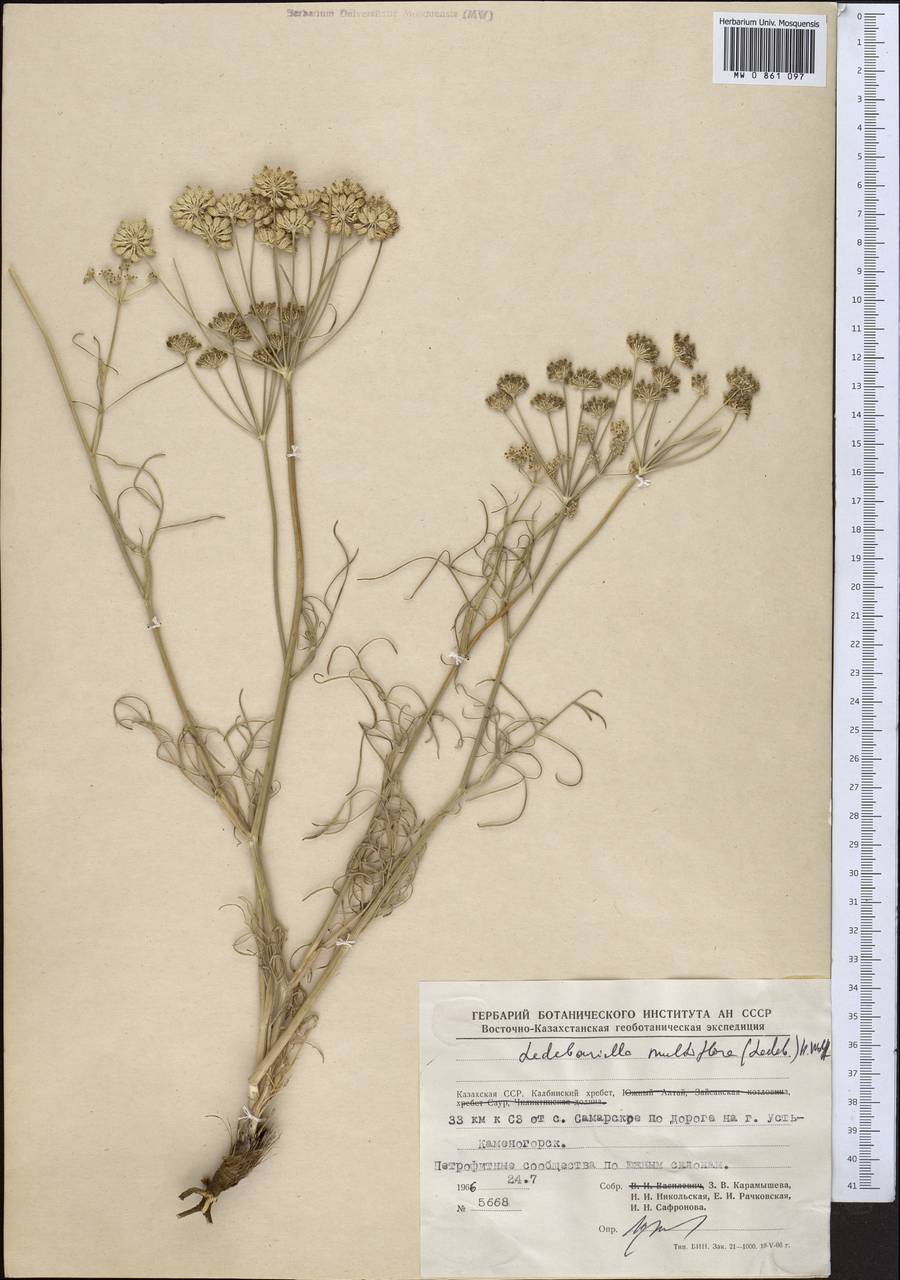Ledebouriella multiflora (Ledeb.) H. Wolff, Middle Asia, Dzungarian Alatau & Tarbagatai (M5) (Kazakhstan)