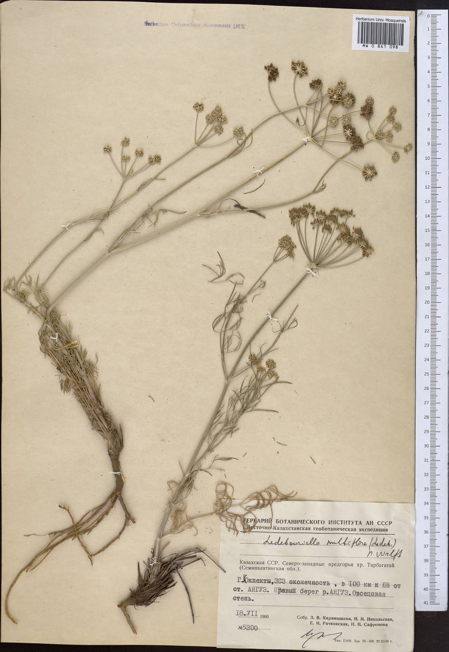 Ledebouriella multiflora (Ledeb.) H. Wolff, Middle Asia, Dzungarian Alatau & Tarbagatai (M5) (Kazakhstan)