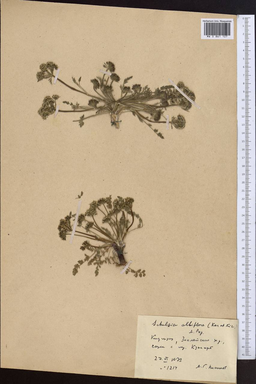 Schulzia albiflora (Kar. & Kir.) Popov, Middle Asia, Pamir & Pamiro-Alai (M2) (Kyrgyzstan)
