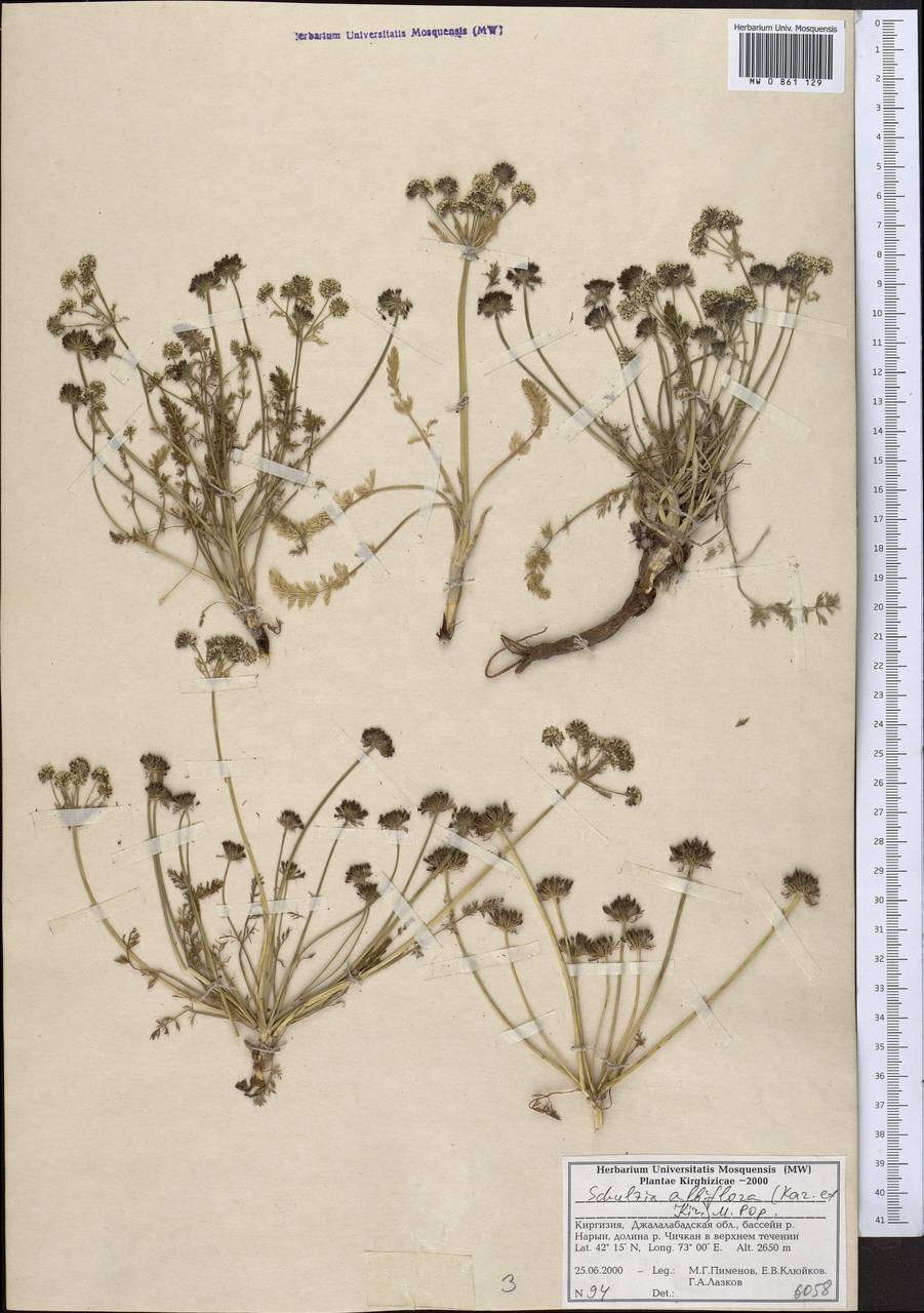 Schulzia albiflora (Kar. & Kir.) Popov, Middle Asia, Northern & Central Tian Shan (M4) (Kyrgyzstan)