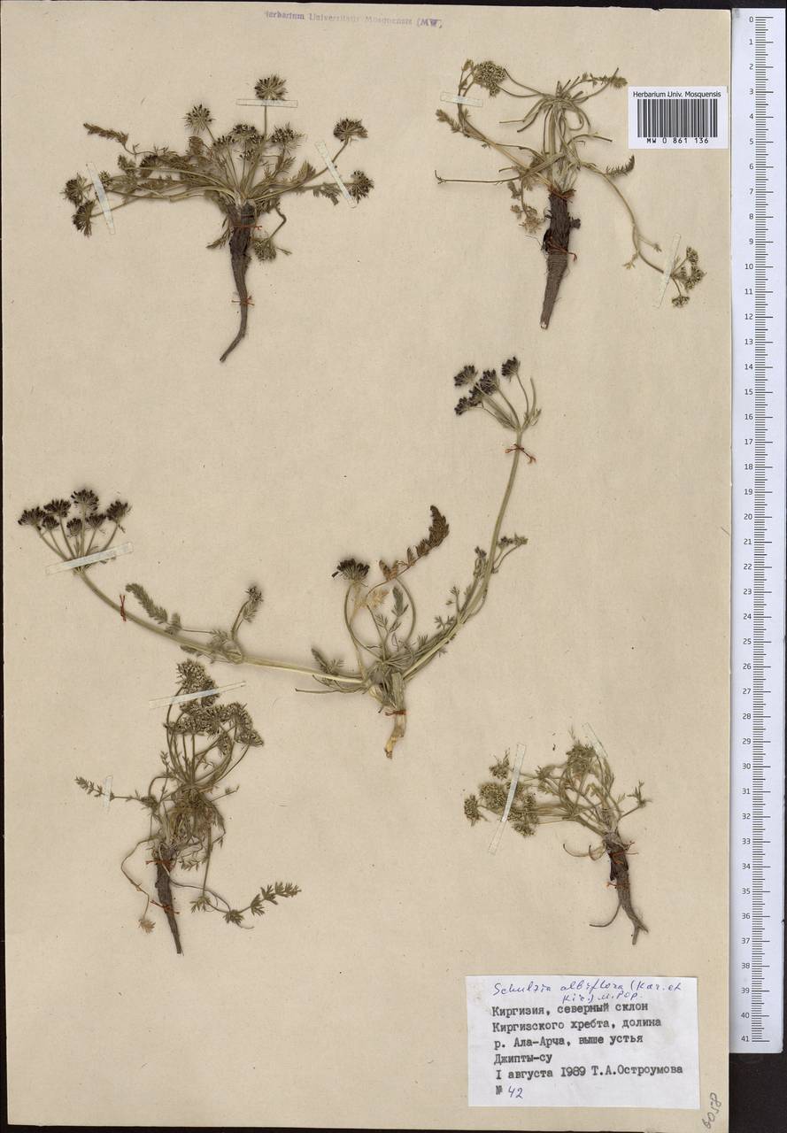 Schulzia albiflora (Kar. & Kir.) Popov, Middle Asia, Northern & Central Tian Shan (M4) (Kyrgyzstan)