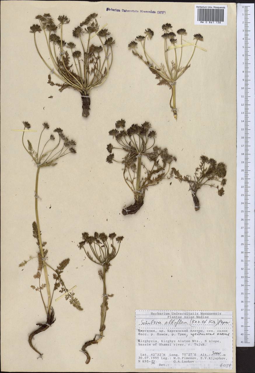 Schulzia albiflora (Kar. & Kir.) Popov, Middle Asia, Northern & Central Tian Shan (M4) (Kyrgyzstan)
