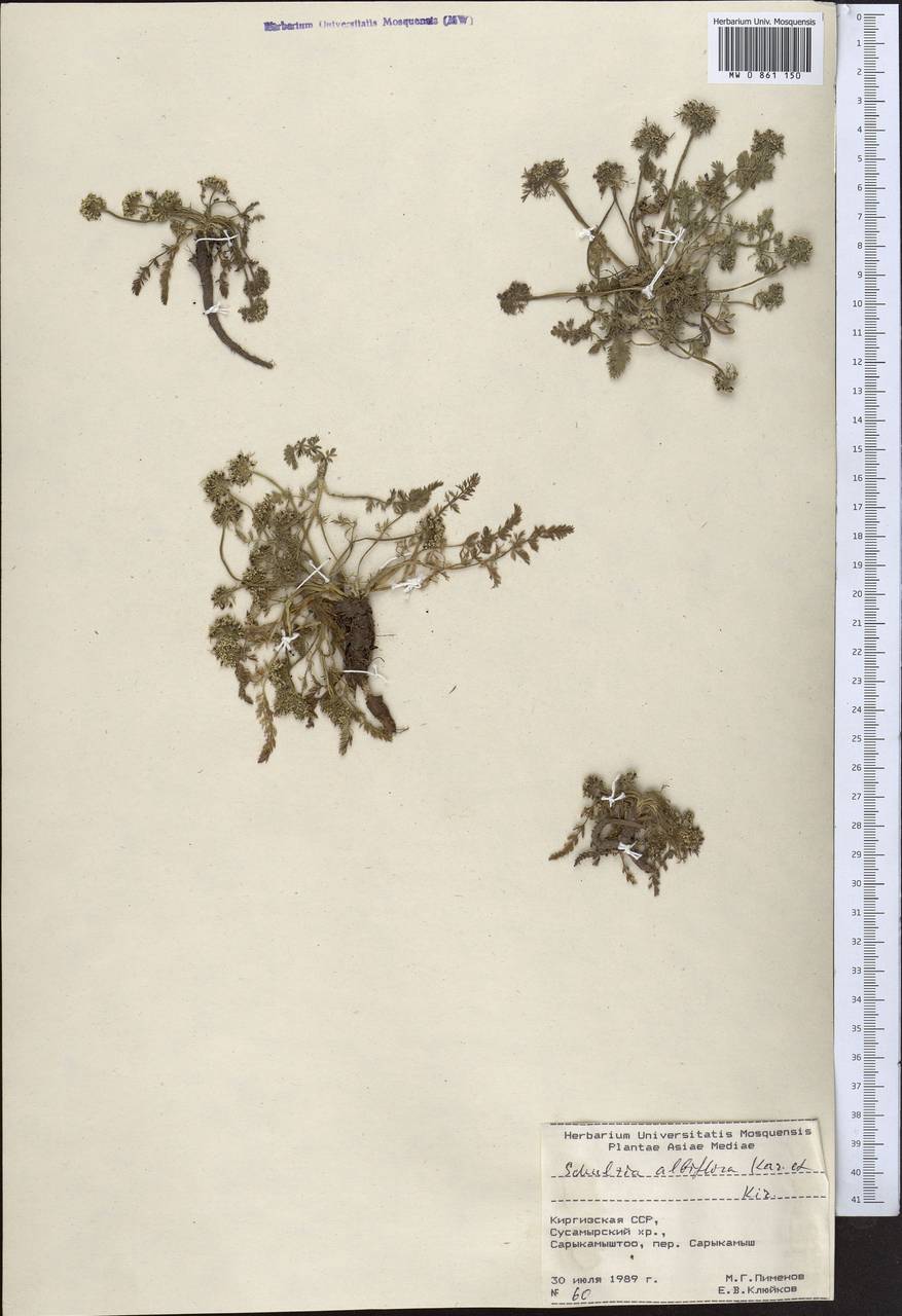 Schulzia albiflora (Kar. & Kir.) Popov, Middle Asia, Northern & Central Tian Shan (M4) (Kyrgyzstan)