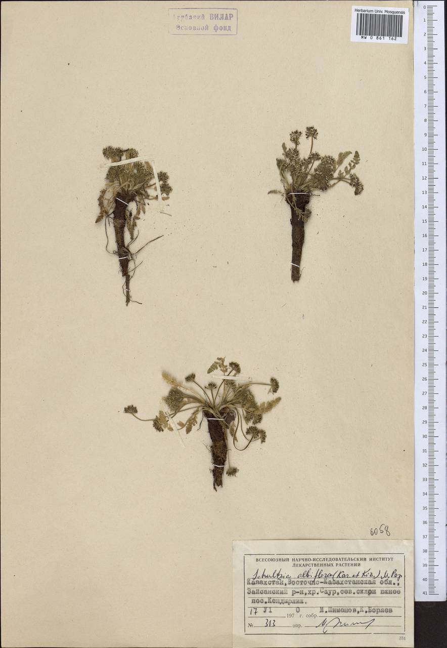 Schulzia albiflora (Kar. & Kir.) Popov, Middle Asia, Dzungarian Alatau & Tarbagatai (M5) (Kazakhstan)