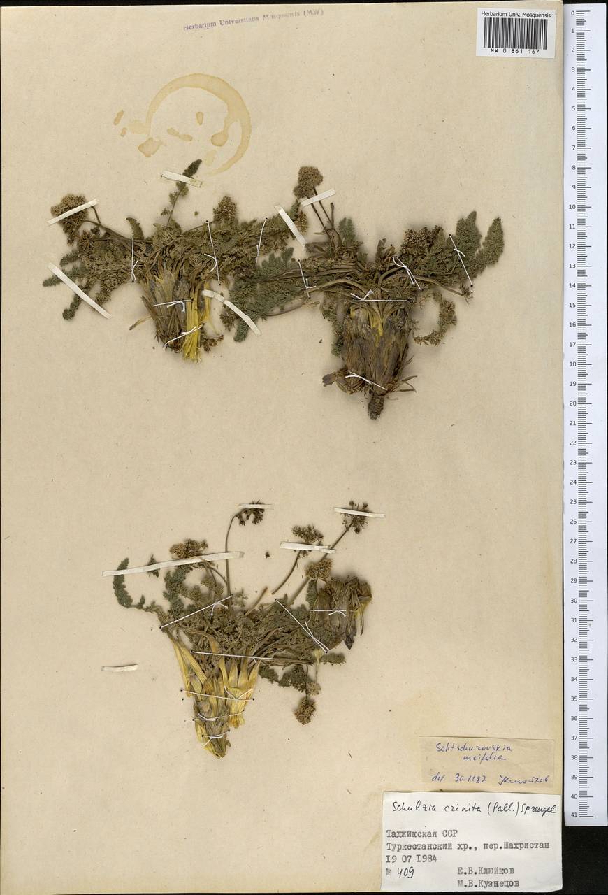 Schtschurowskia meifolia Regel & Schmalh., Middle Asia, Pamir & Pamiro-Alai (M2) (Tajikistan)