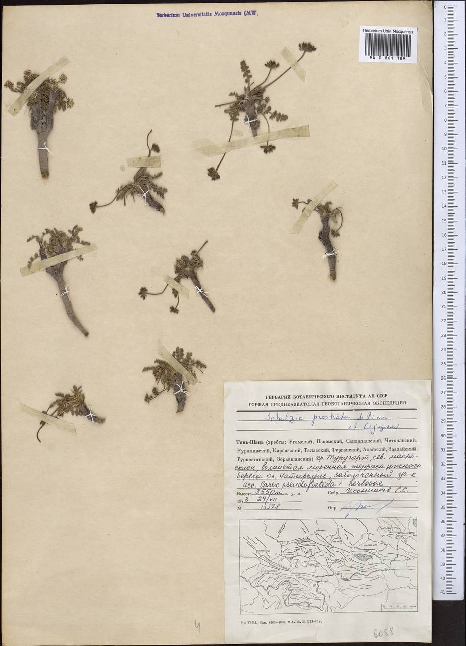 Schulzia prostrata Pimenov & Kljuykov, Middle Asia, Northern & Central Tian Shan (M4) (Kyrgyzstan)