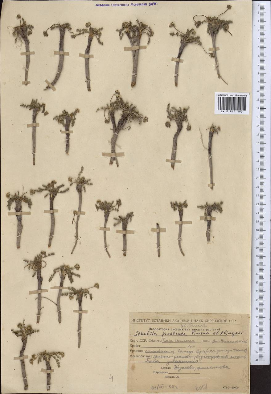 Schulzia prostrata Pimenov & Kljuykov, Middle Asia, Northern & Central Tian Shan (M4) (Kyrgyzstan)