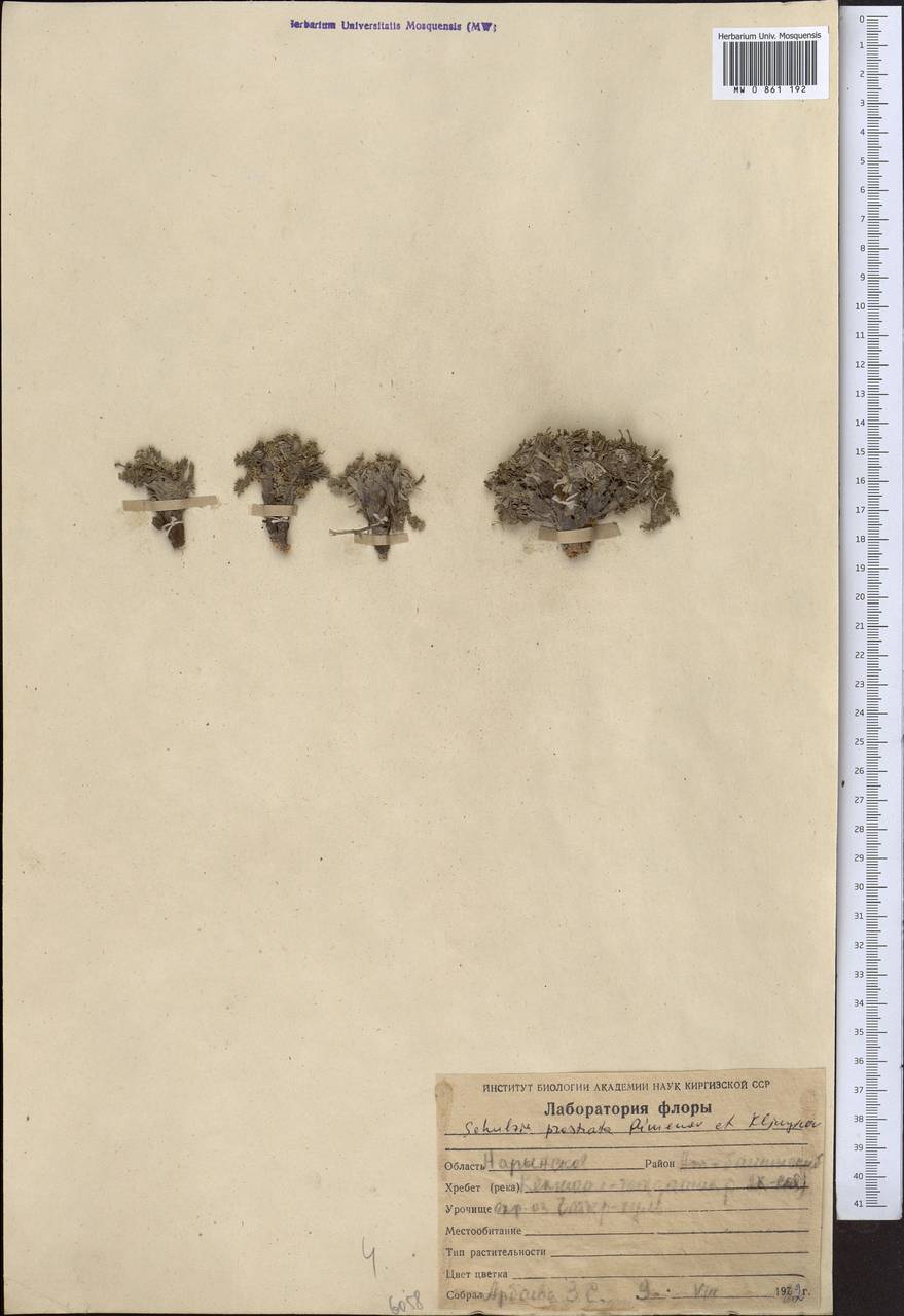 Schulzia prostrata Pimenov & Kljuykov, Middle Asia, Northern & Central Tian Shan (M4) (Kyrgyzstan)