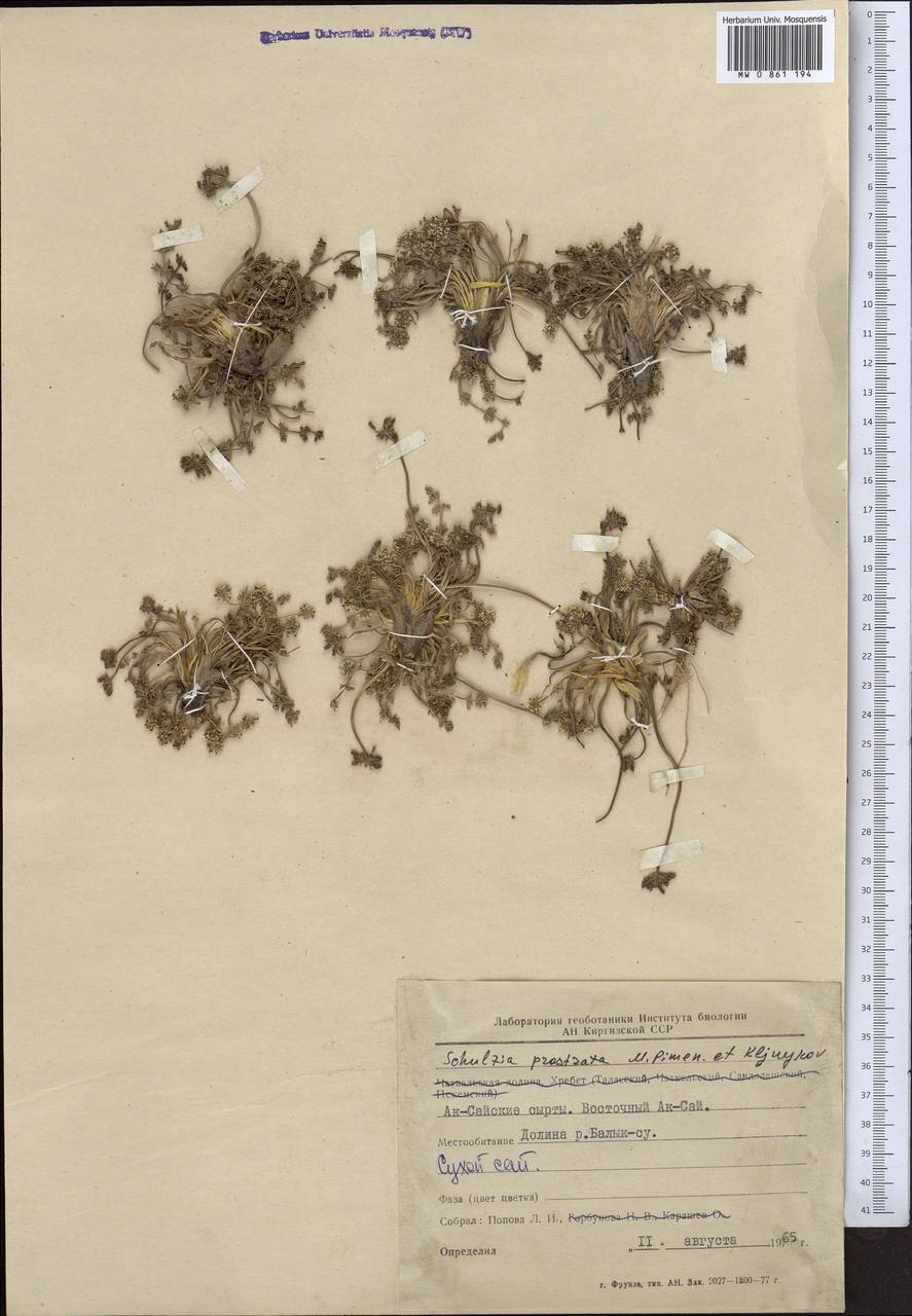 Schulzia prostrata Pimenov & Kljuykov, Middle Asia, Northern & Central Tian Shan (M4) (Kyrgyzstan)