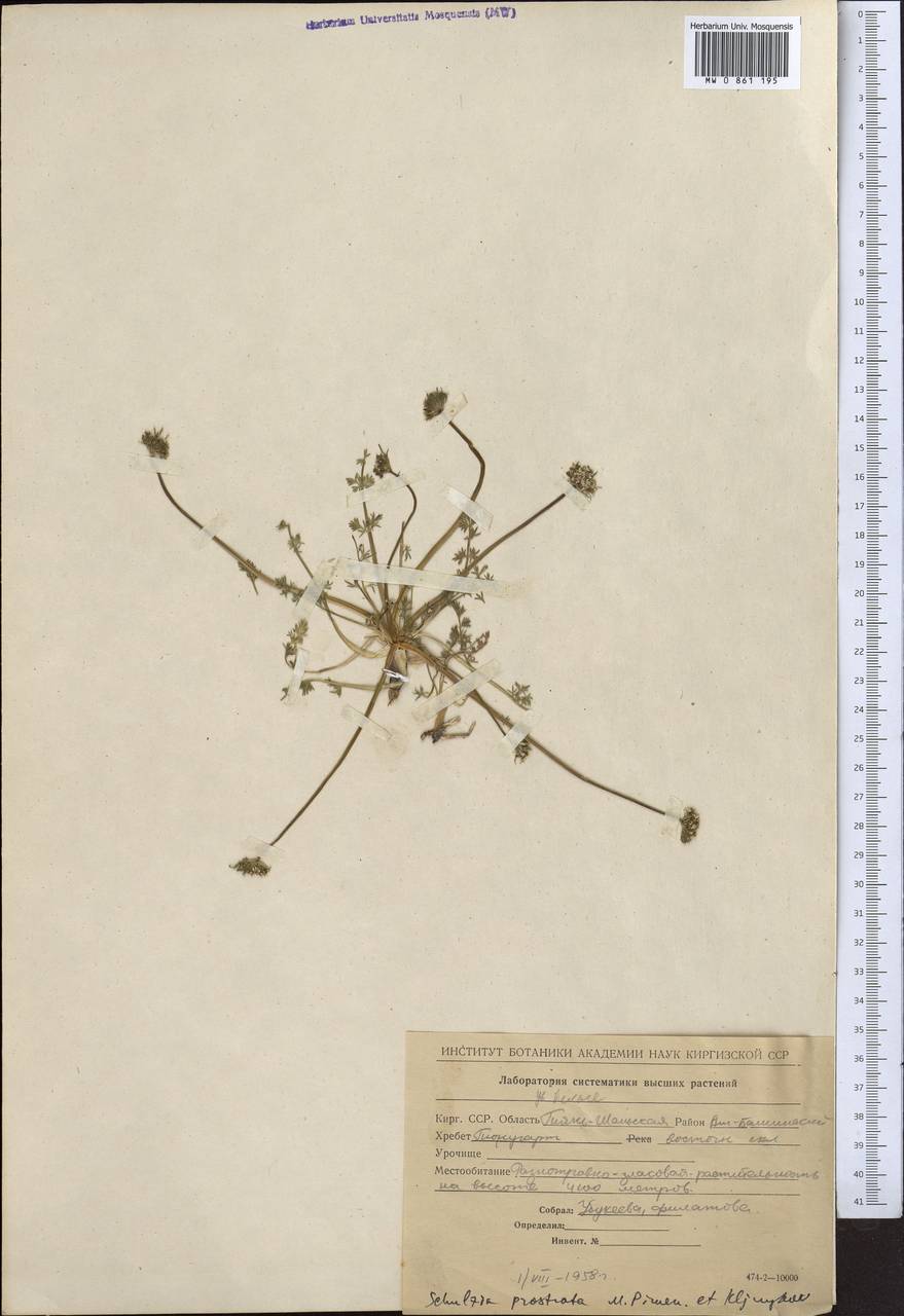 Schulzia prostrata Pimenov & Kljuykov, Middle Asia, Northern & Central Tian Shan (M4) (Kyrgyzstan)