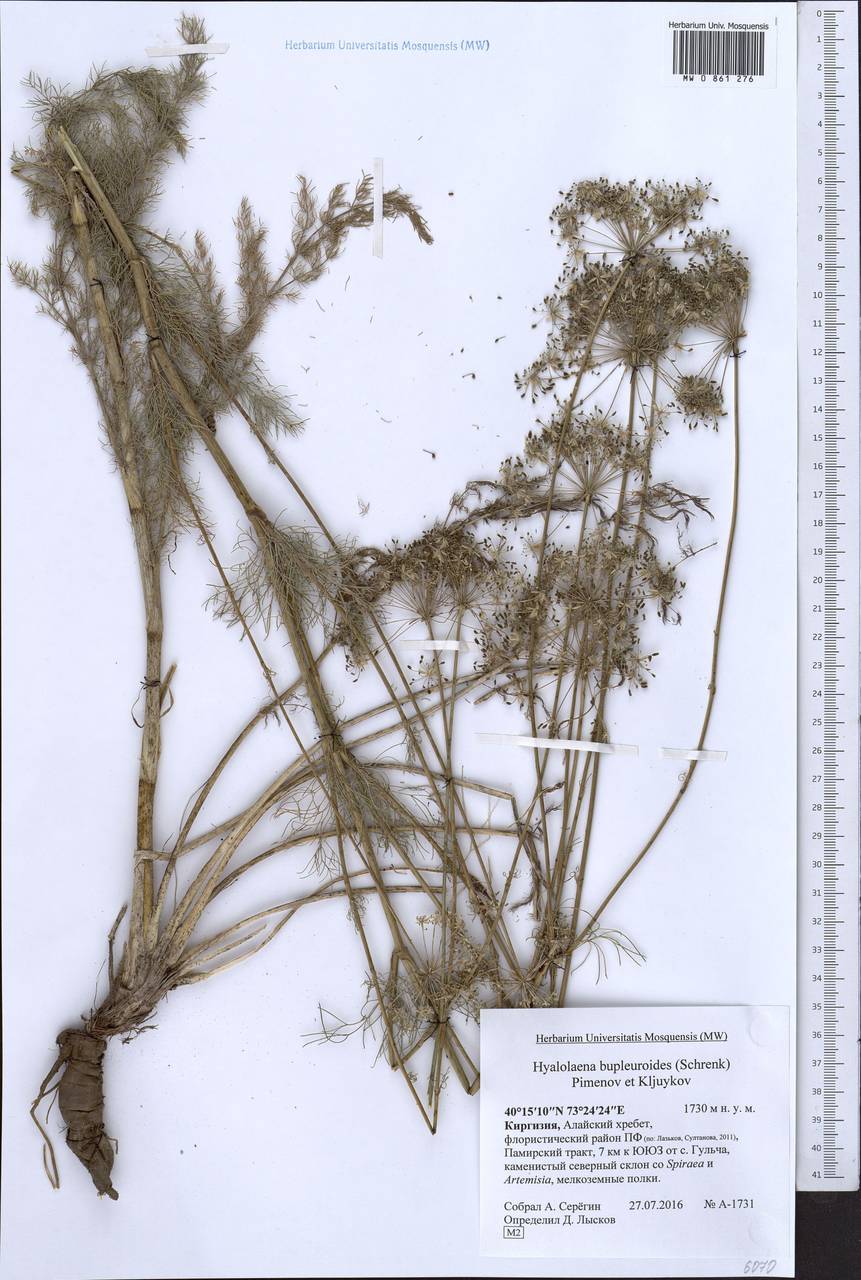 Hyalolaena bupleuroides (Schrenk) Pimenov & Kljuykov, Middle Asia, Pamir & Pamiro-Alai (M2) (Kyrgyzstan)