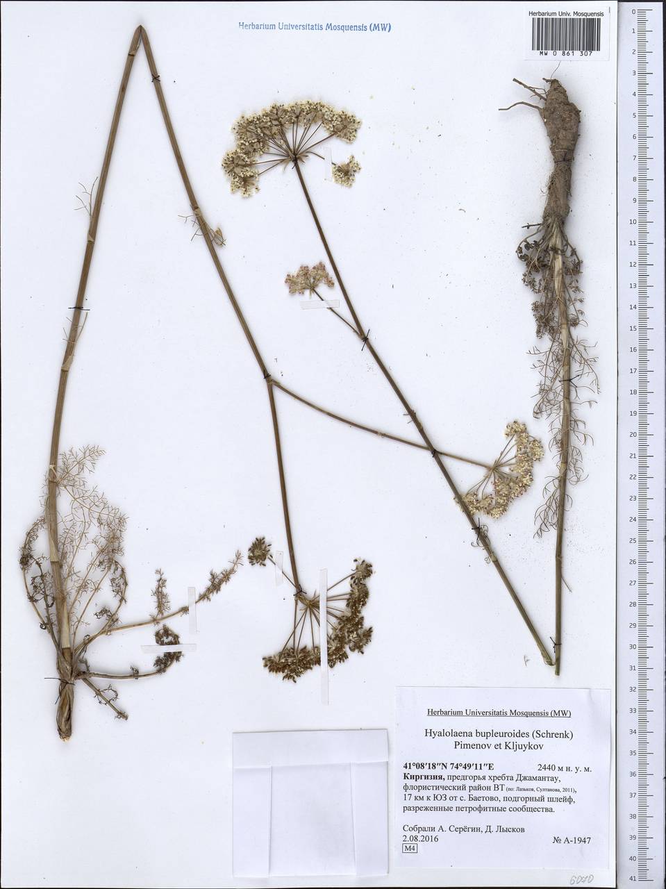 Hyalolaena bupleuroides (Schrenk) Pimenov & Kljuykov, Middle Asia, Northern & Central Tian Shan (M4) (Kyrgyzstan)