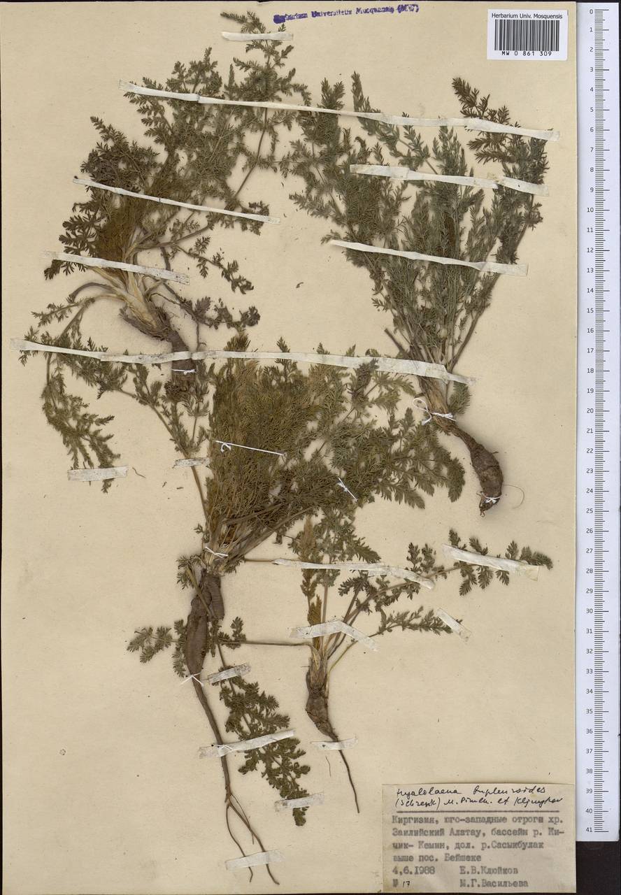 Hyalolaena bupleuroides (Schrenk) Pimenov & Kljuykov, Middle Asia, Northern & Central Tian Shan (M4) (Kyrgyzstan)