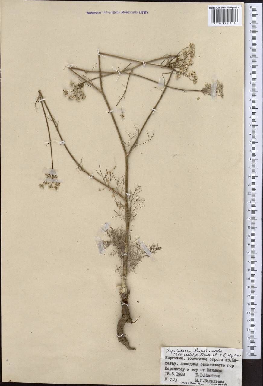 Hyalolaena bupleuroides (Schrenk) Pimenov & Kljuykov, Middle Asia, Western Tian Shan & Karatau (M3) (Kyrgyzstan)