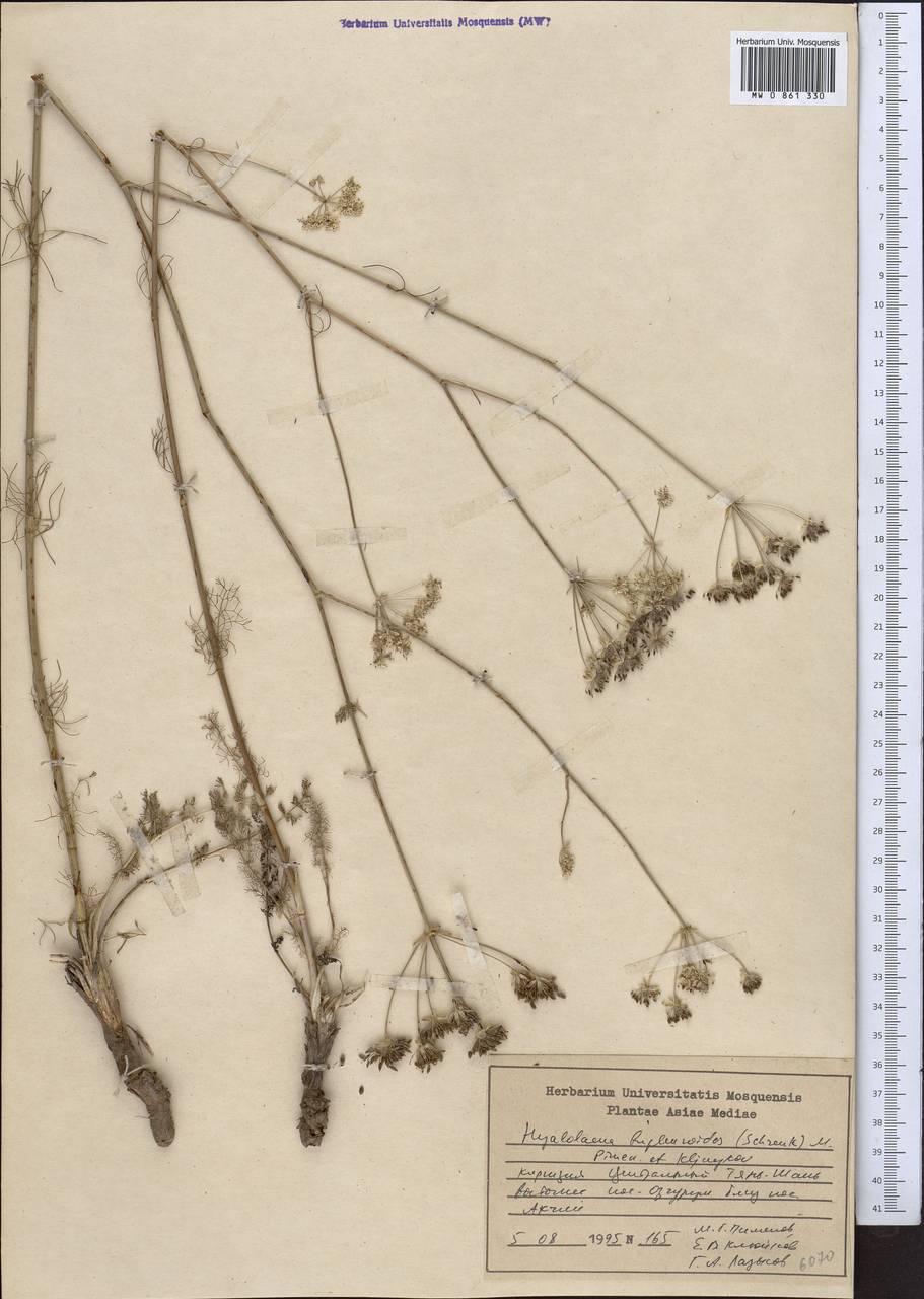 Hyalolaena bupleuroides (Schrenk) Pimenov & Kljuykov, Middle Asia, Northern & Central Tian Shan (M4) (Kyrgyzstan)