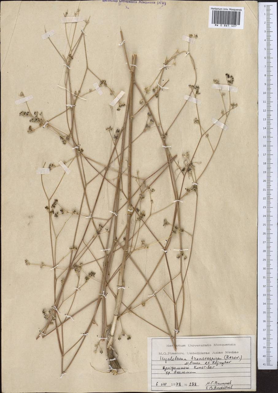 Hyalolaena transcaspica (Korovin) Pimenov & Kljuykov, Middle Asia, Kopet Dag, Badkhyz, Small & Great Balkhan (M1) (Turkmenistan)