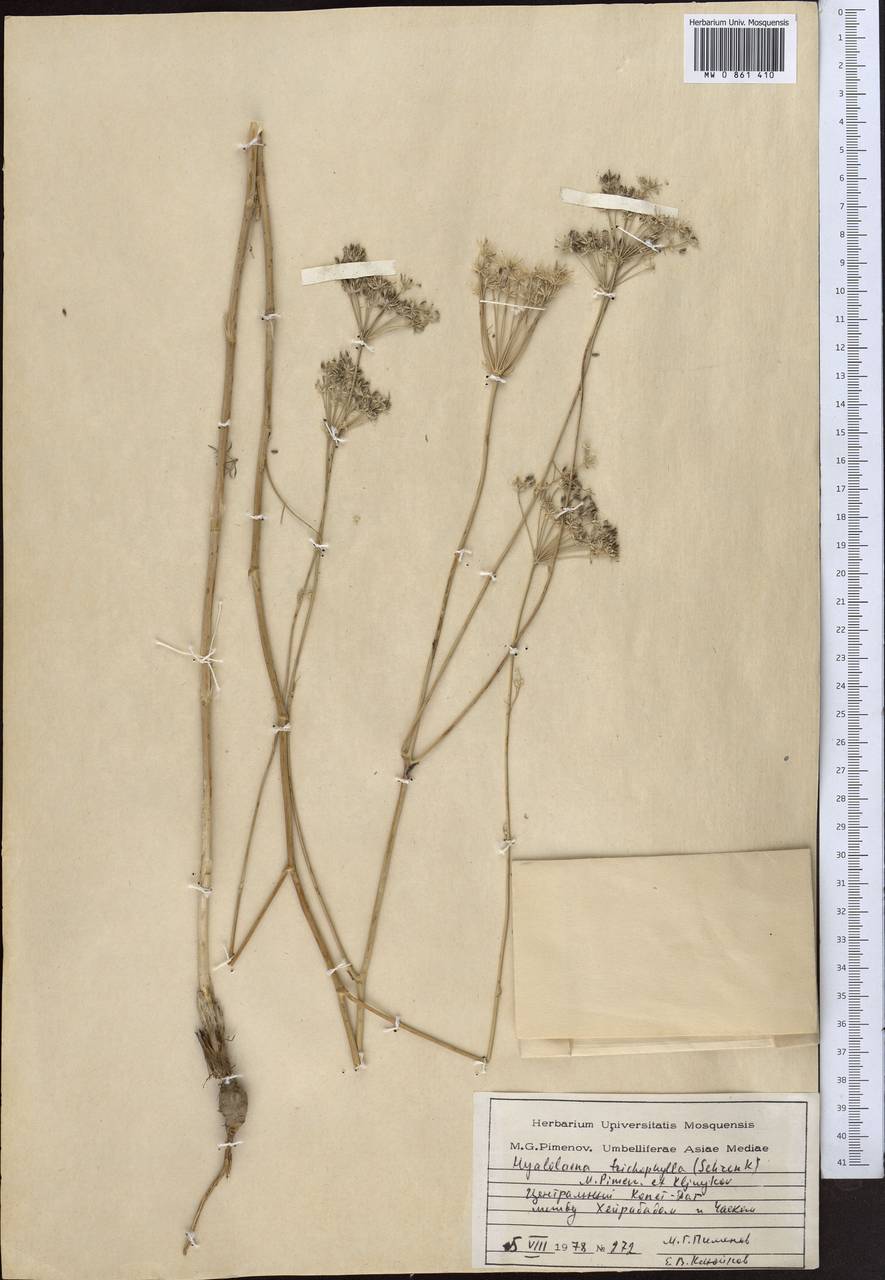 Hyalolaena trichophylla (Schrenk) Pimenov & Kljuykov, Middle Asia, Kopet Dag, Badkhyz, Small & Great Balkhan (M1) (Turkmenistan)