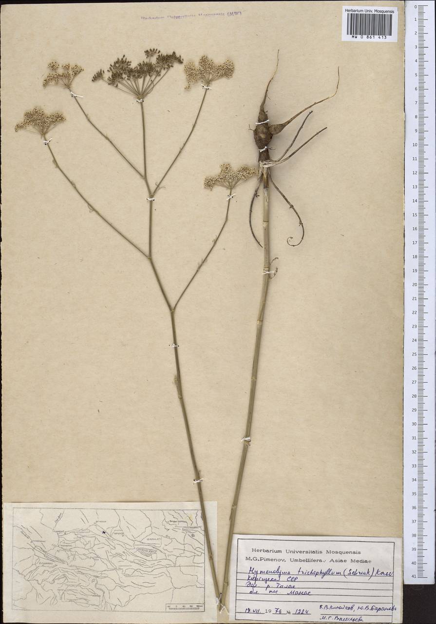 Hyalolaena trichophylla (Schrenk) Pimenov & Kljuykov, Middle Asia, Western Tian Shan & Karatau (M3) (Kyrgyzstan)