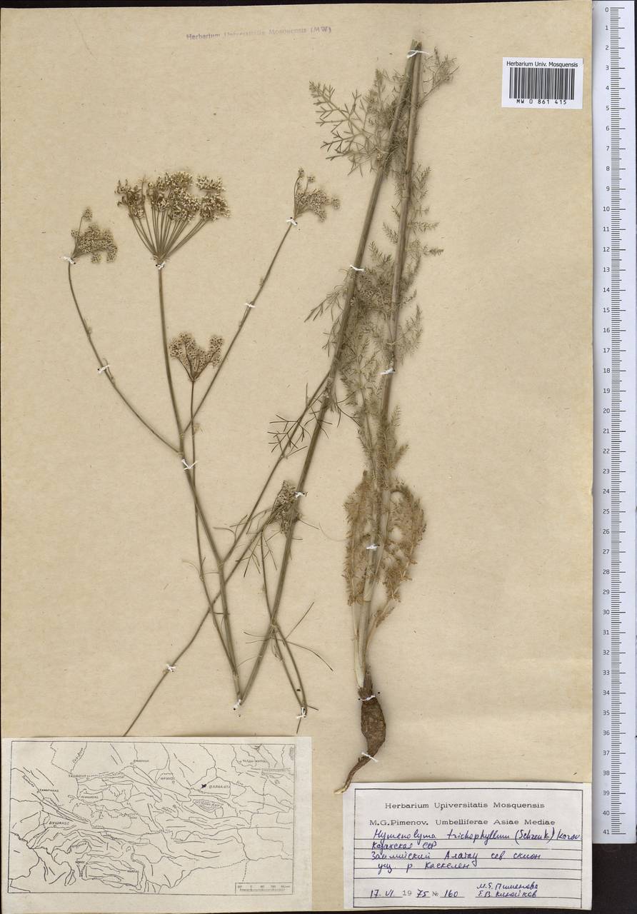 Hyalolaena trichophylla (Schrenk) Pimenov & Kljuykov, Middle Asia, Northern & Central Tian Shan (M4) (Kazakhstan)