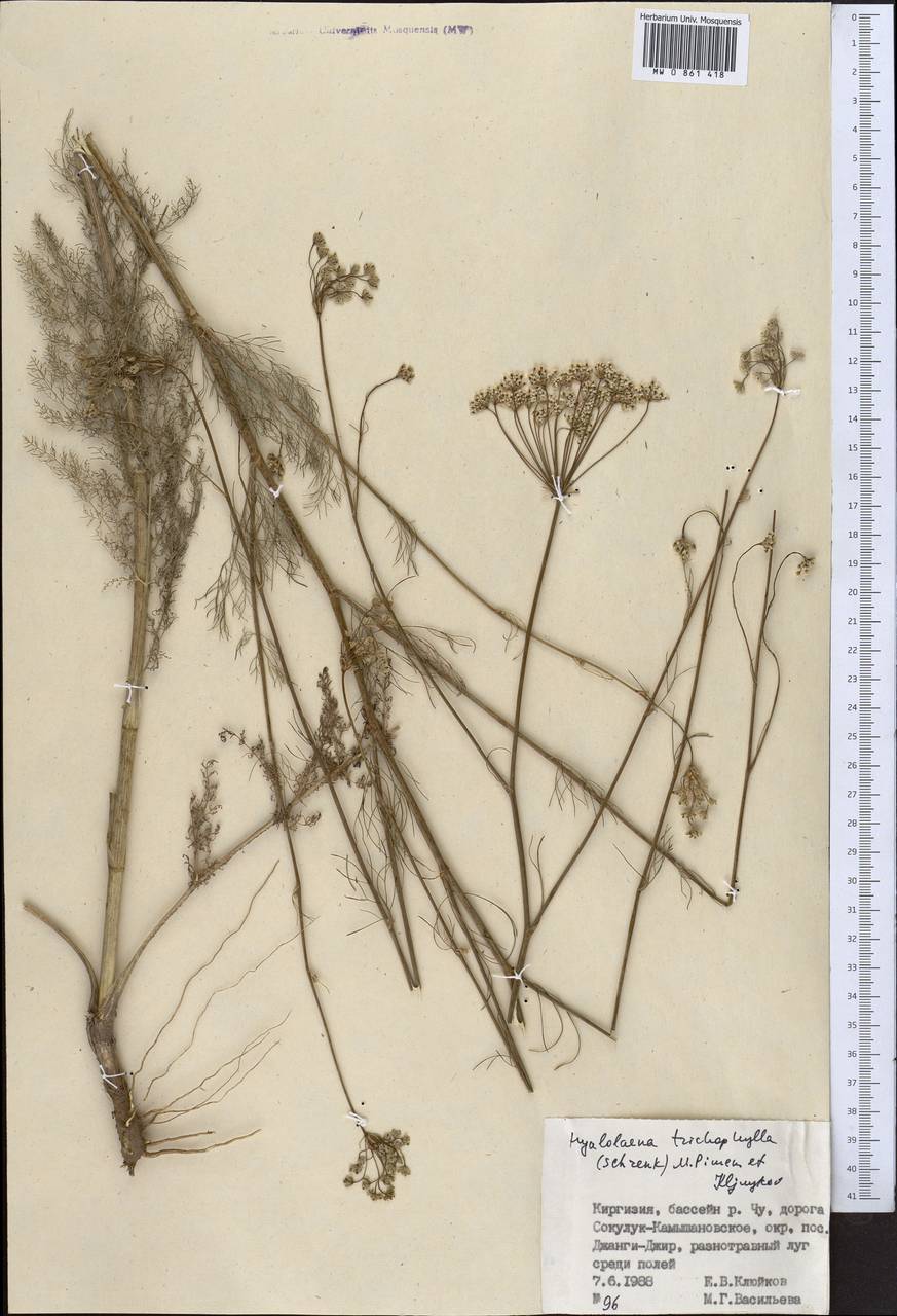 Hyalolaena trichophylla (Schrenk) Pimenov & Kljuykov, Middle Asia, Western Tian Shan & Karatau (M3) (Kyrgyzstan)
