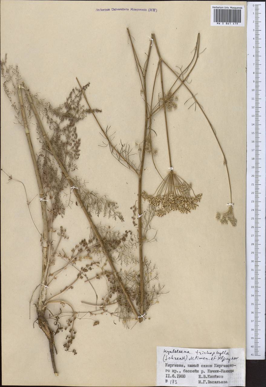 Hyalolaena trichophylla (Schrenk) Pimenov & Kljuykov, Middle Asia, Northern & Central Tian Shan (M4) (Kyrgyzstan)