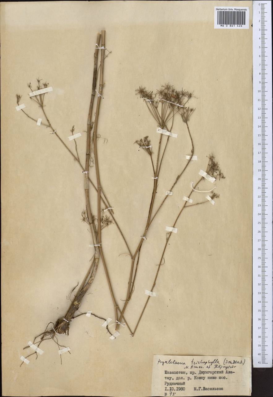 Hyalolaena trichophylla (Schrenk) Pimenov & Kljuykov, Middle Asia, Dzungarian Alatau & Tarbagatai (M5) (Kazakhstan)