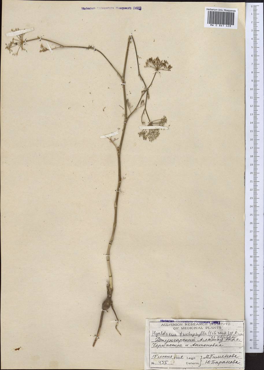 Hyalolaena trichophylla (Schrenk) Pimenov & Kljuykov, Middle Asia, Dzungarian Alatau & Tarbagatai (M5) (Kazakhstan)