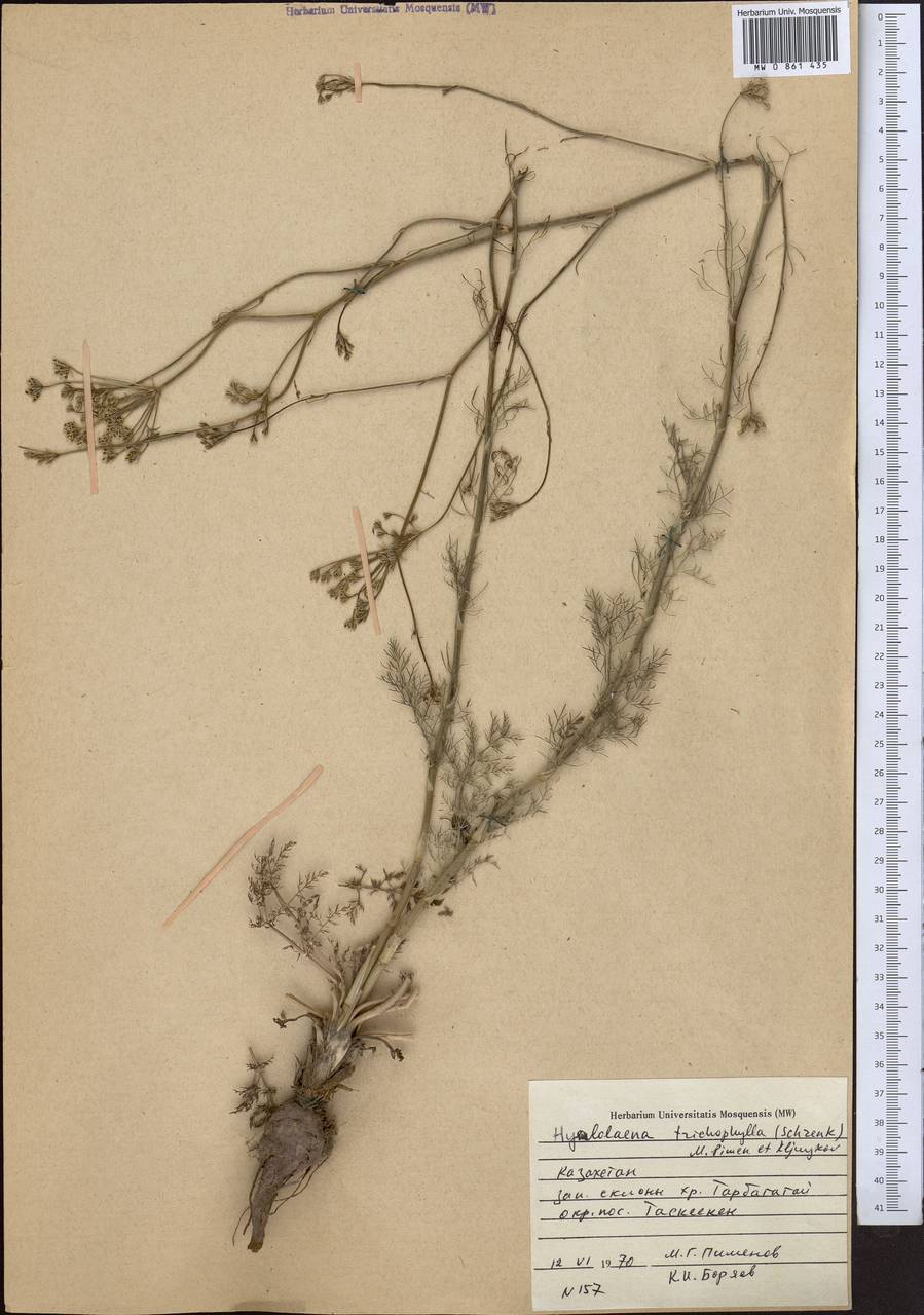 Hyalolaena trichophylla (Schrenk) Pimenov & Kljuykov, Middle Asia, Dzungarian Alatau & Tarbagatai (M5) (Kazakhstan)