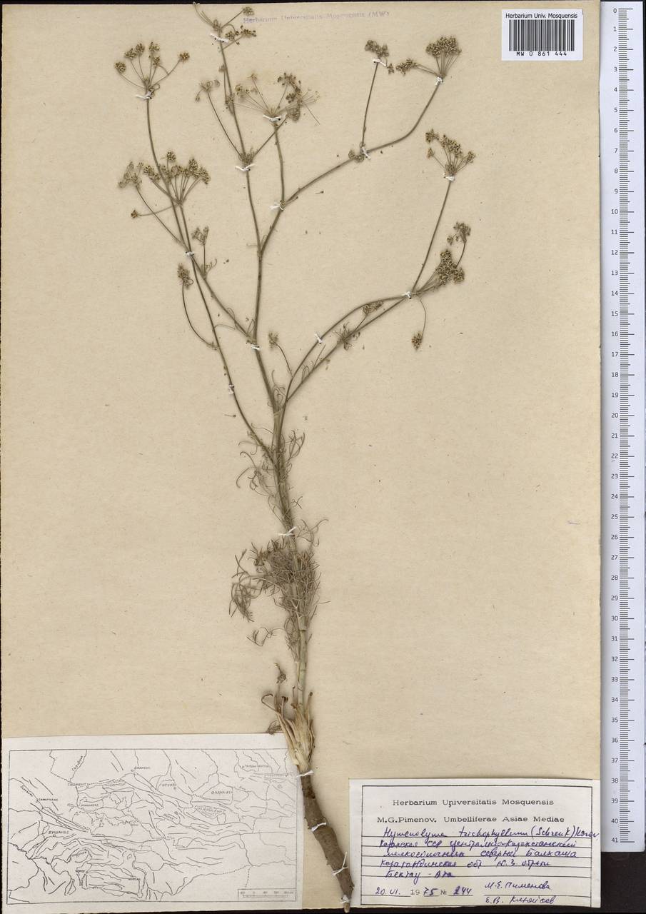 Hyalolaena trichophylla (Schrenk) Pimenov & Kljuykov, Middle Asia, Muyunkumy, Balkhash & Betpak-Dala (M9) (Kazakhstan)