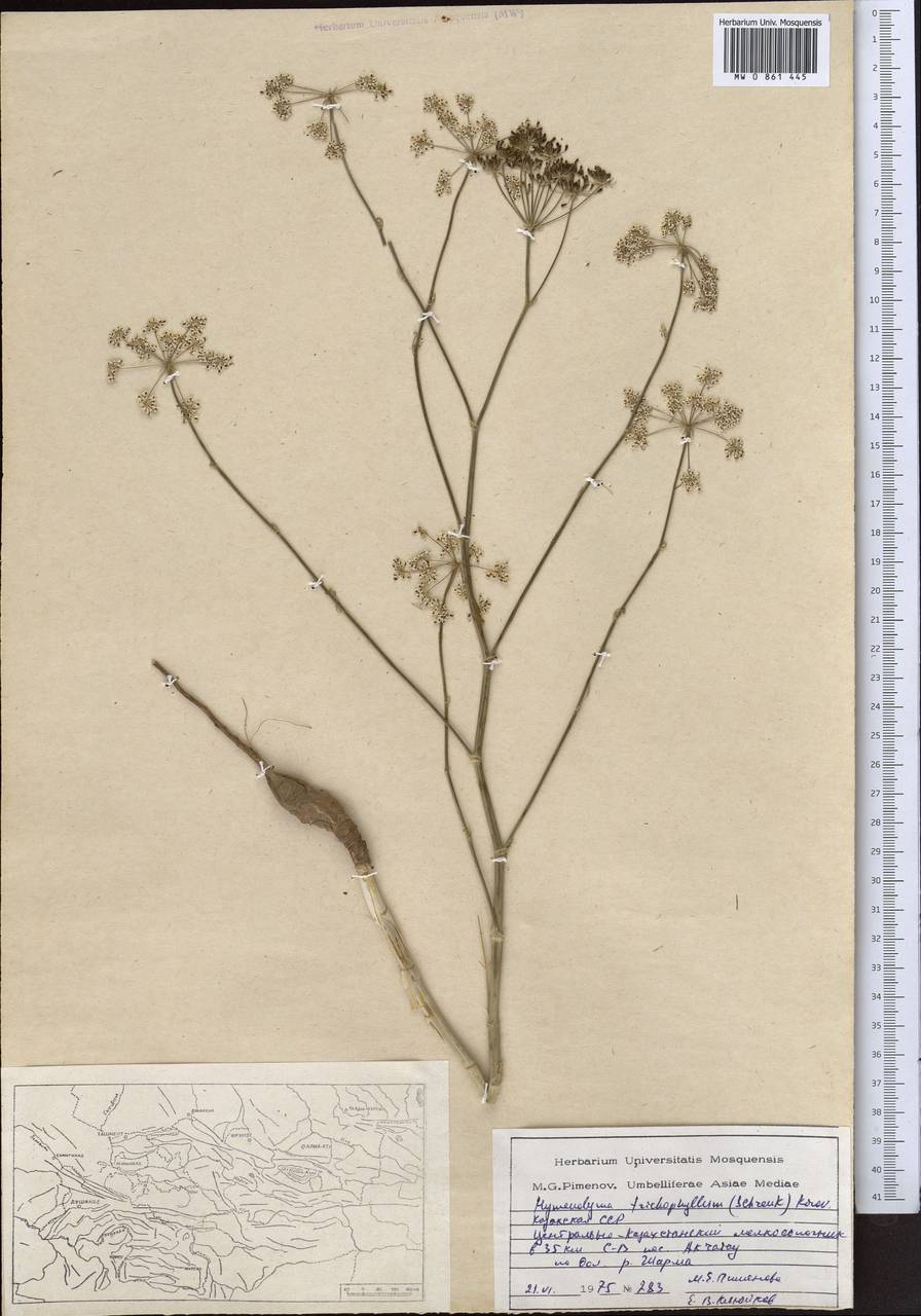 Hyalolaena trichophylla (Schrenk) Pimenov & Kljuykov, Middle Asia, Muyunkumy, Balkhash & Betpak-Dala (M9) (Kazakhstan)