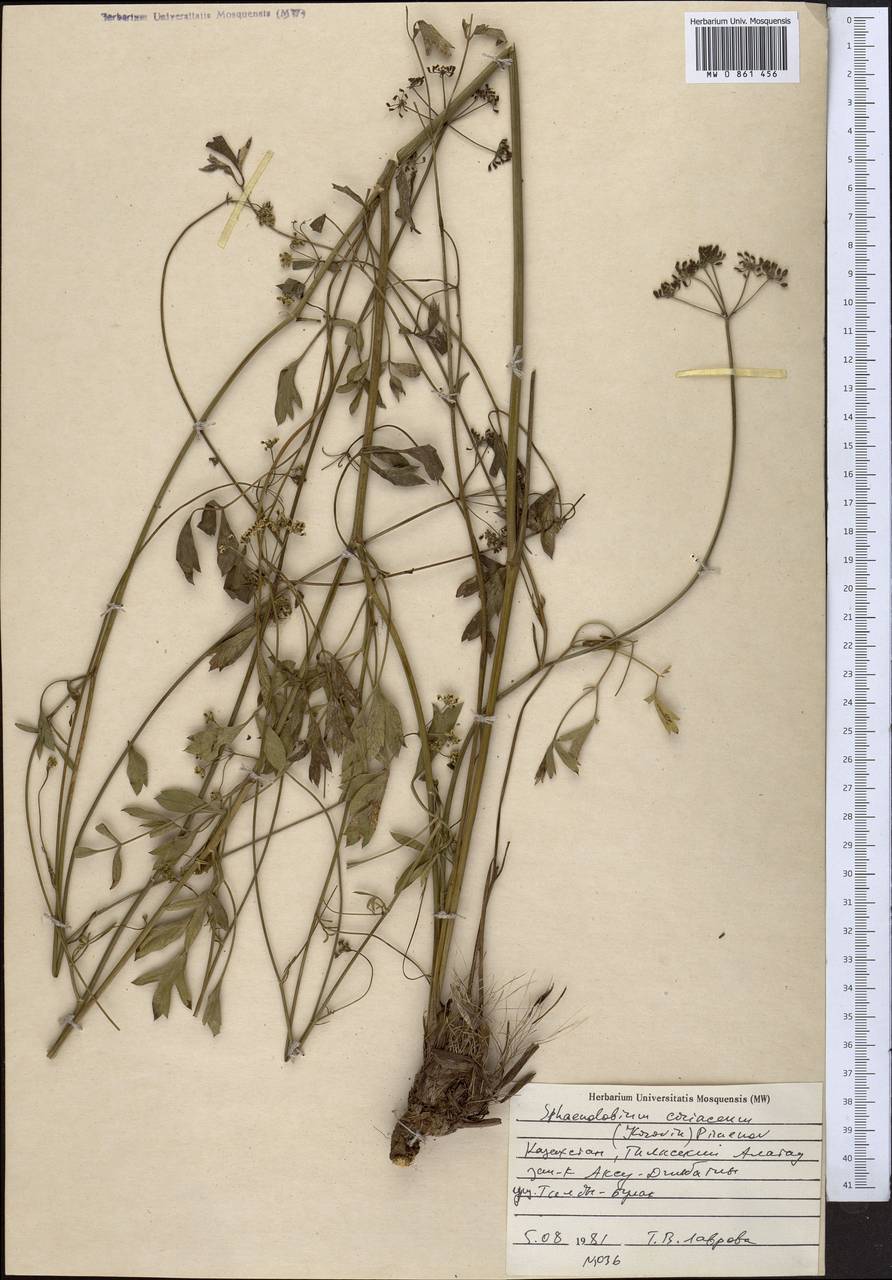Sphaenolobium coriaceum (Korovin) Pimenov, Middle Asia, Western Tian Shan & Karatau (M3) (Kazakhstan)