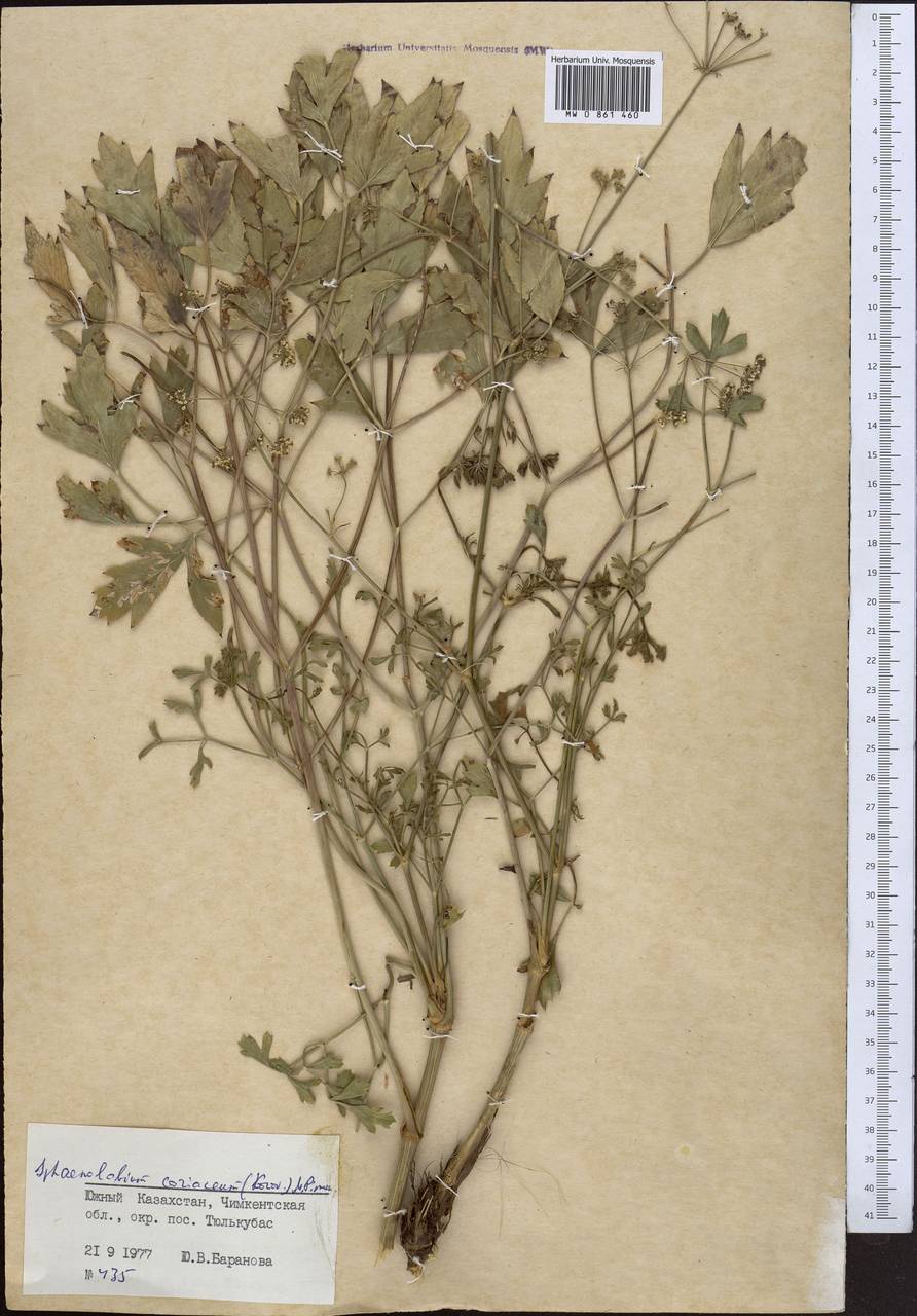 Sphaenolobium coriaceum (Korovin) Pimenov, Middle Asia, Western Tian Shan & Karatau (M3) (Kazakhstan)