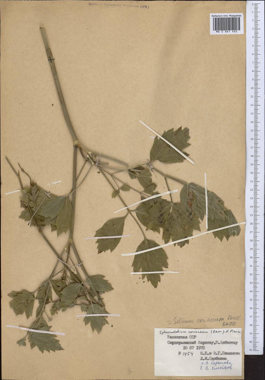 Sphaenolobium coriaceum (Korovin) Pimenov, Middle Asia, Western Tian Shan & Karatau (M3) (Kazakhstan)