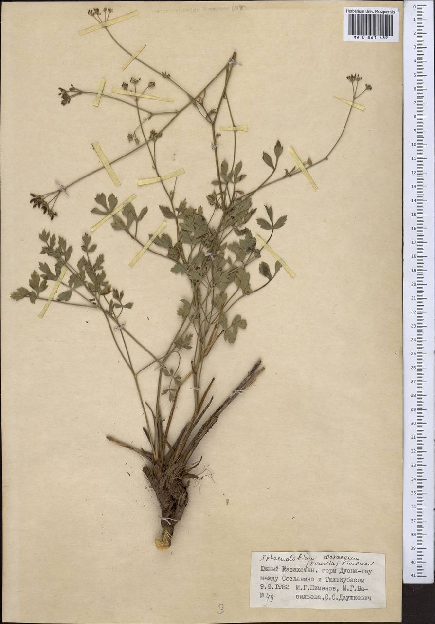 Sphaenolobium coriaceum (Korovin) Pimenov, Middle Asia, Western Tian Shan & Karatau (M3) (Kazakhstan)