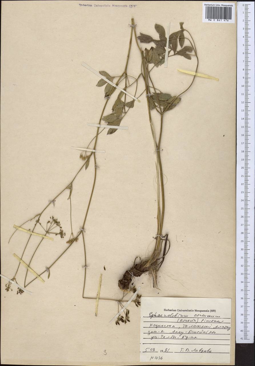 Sphaenolobium coriaceum (Korovin) Pimenov, Middle Asia, Western Tian Shan & Karatau (M3) (Kazakhstan)