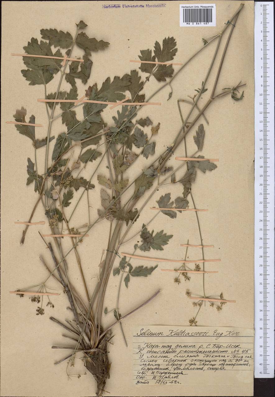 Karatavia kultiassovii (Korovin) Pimenov & Lavrova, Middle Asia, Western Tian Shan & Karatau (M3) (Kazakhstan)